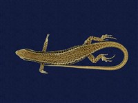 藏品(印度蜓蜥)的圖片